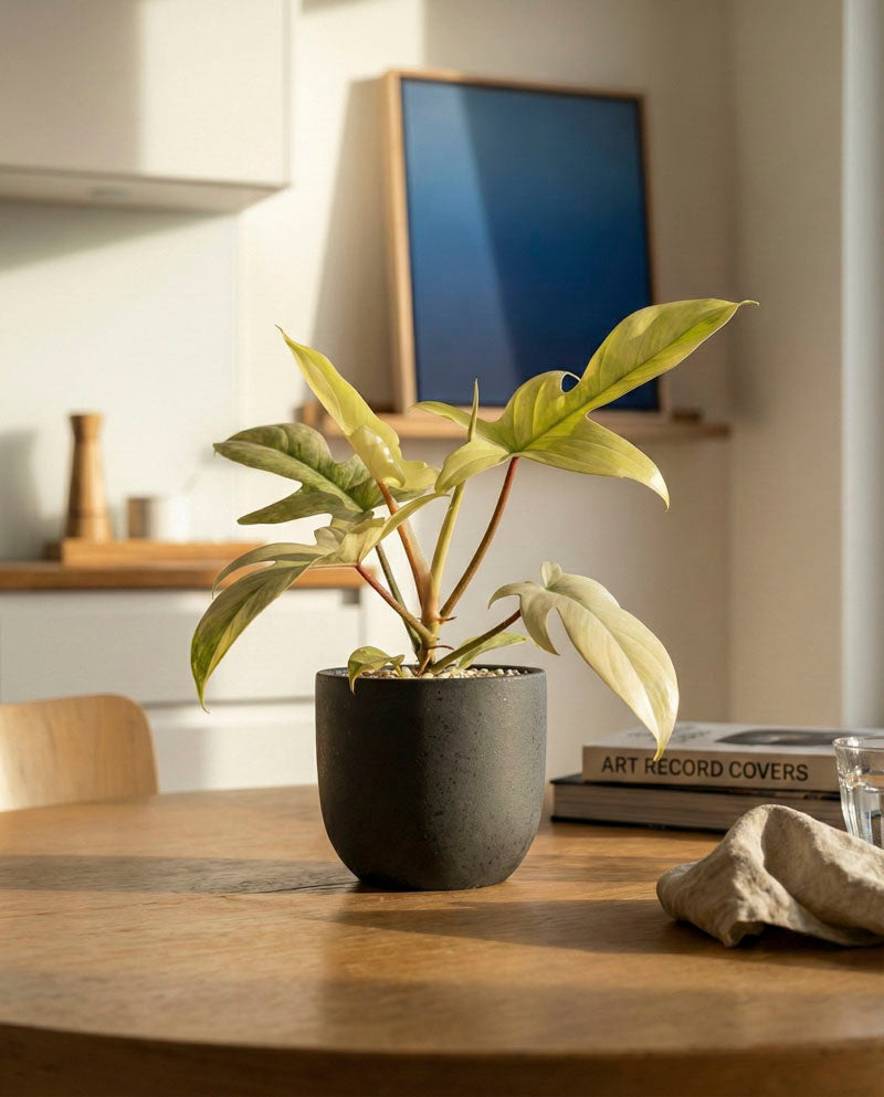 feey-variado-philodendron-florida-ghost-ohne-bertopf image 2