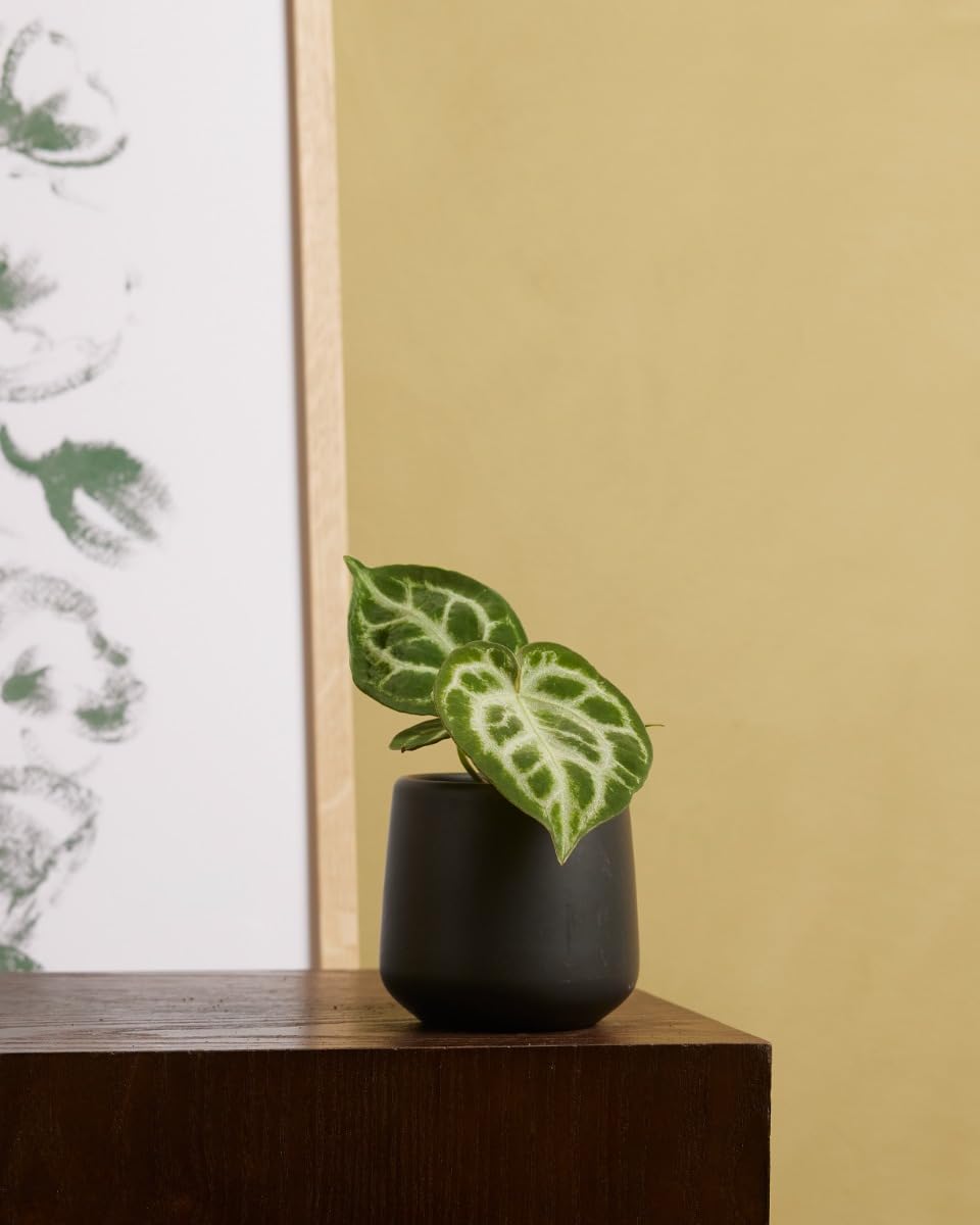 plnts-babyplnts-anthurium-silver-blush-babypflanze-10cm-tropisch image 4