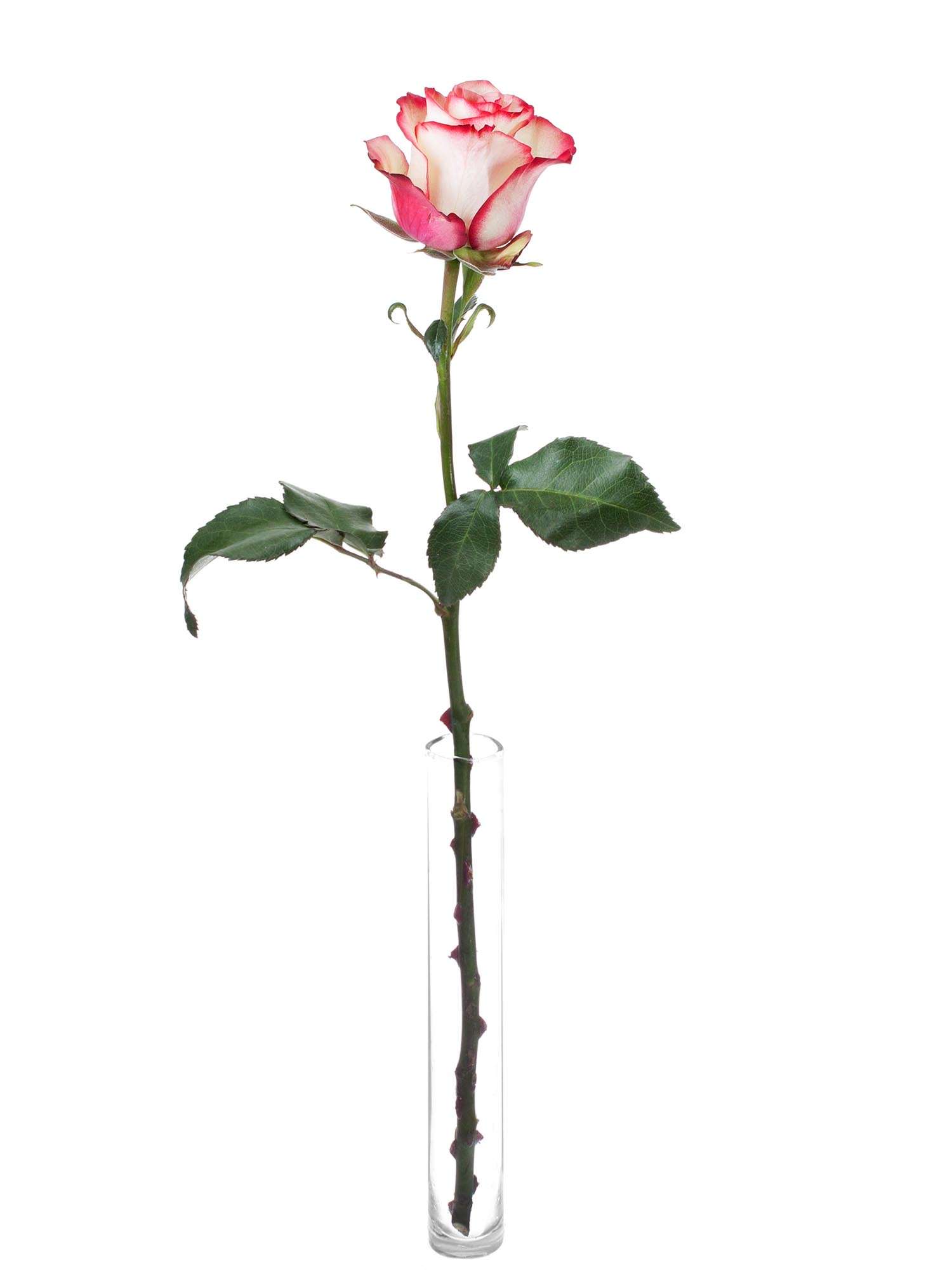 blumigo-rosen-paloma-rose-pink-wei-frische-schnittblume image 3
