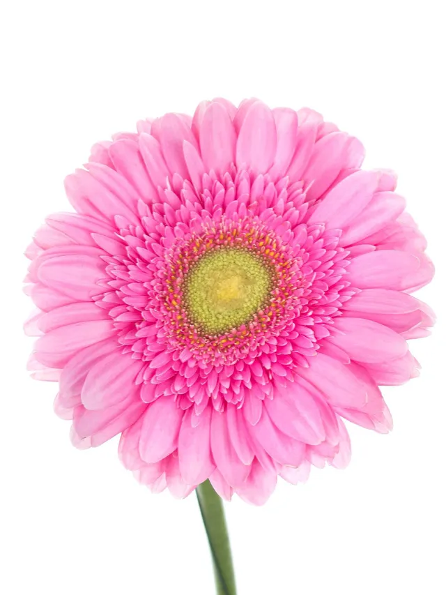 blumigo-gerbera-ballroom-pinke-schnittblume image 1