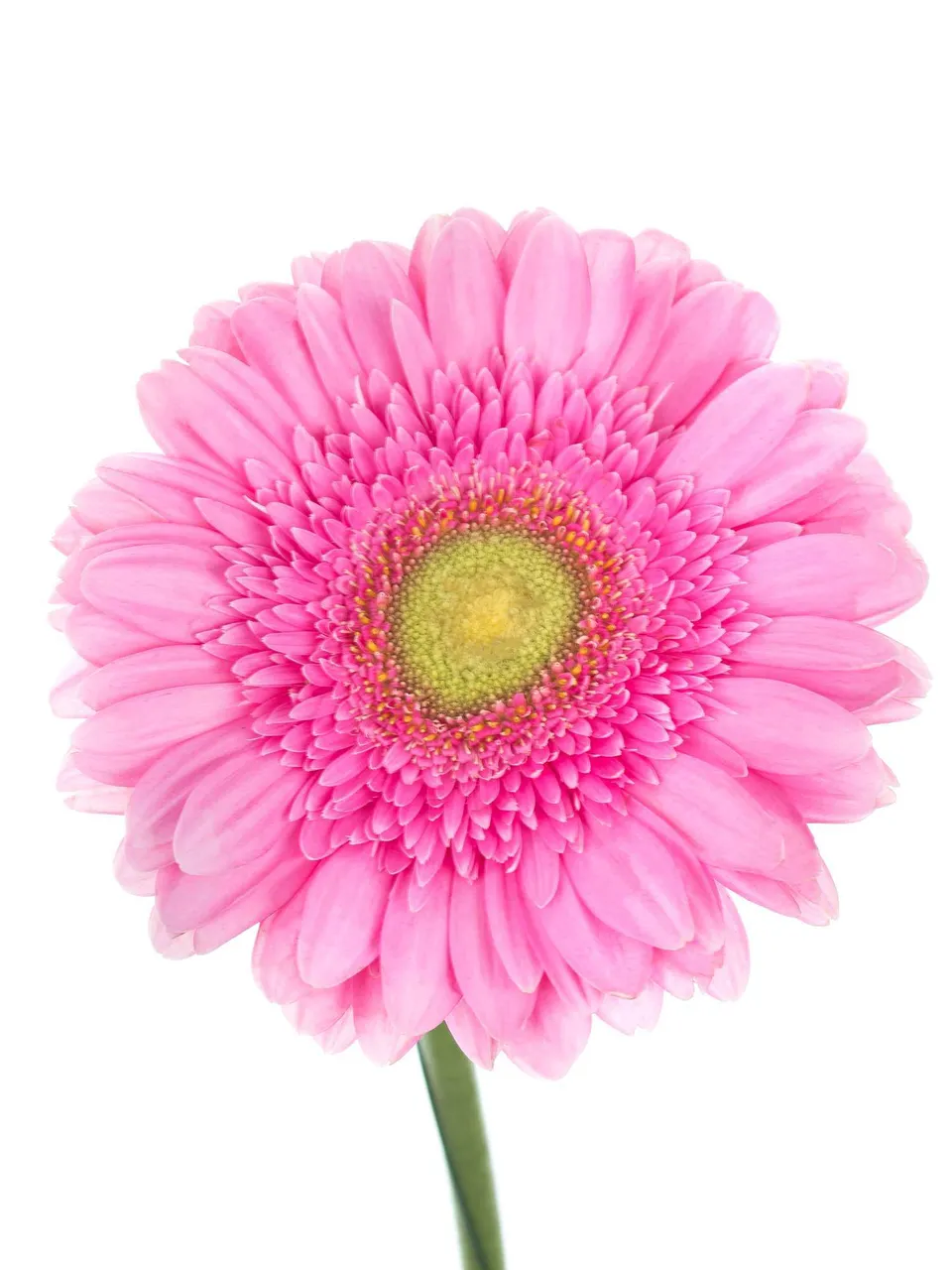 blumigo-gerbera-ballroom-pinke-schnittblume image 1