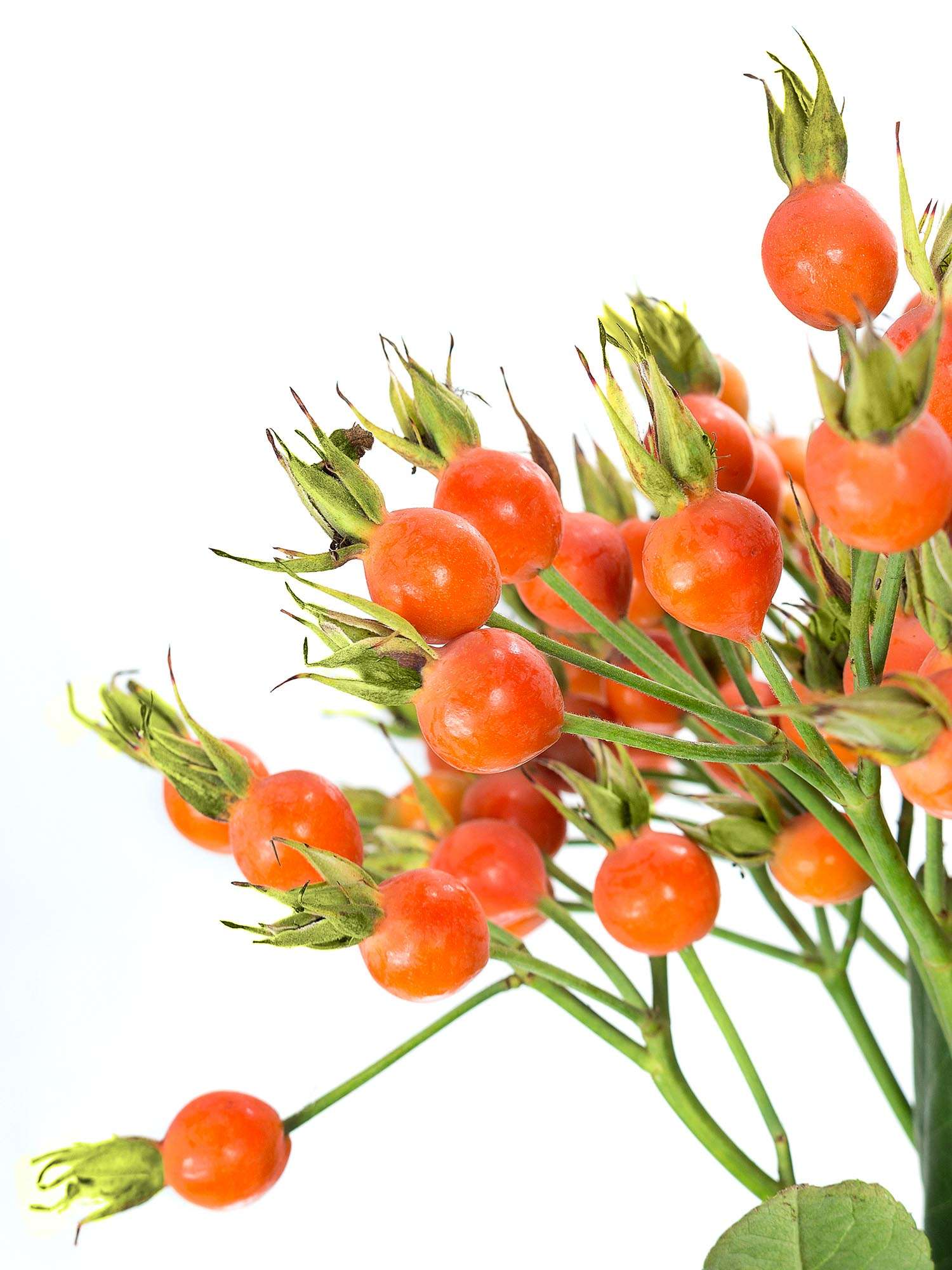 blumigo-herbstdeko-hagebutten-xl-pumpkin-orange-bund image 1