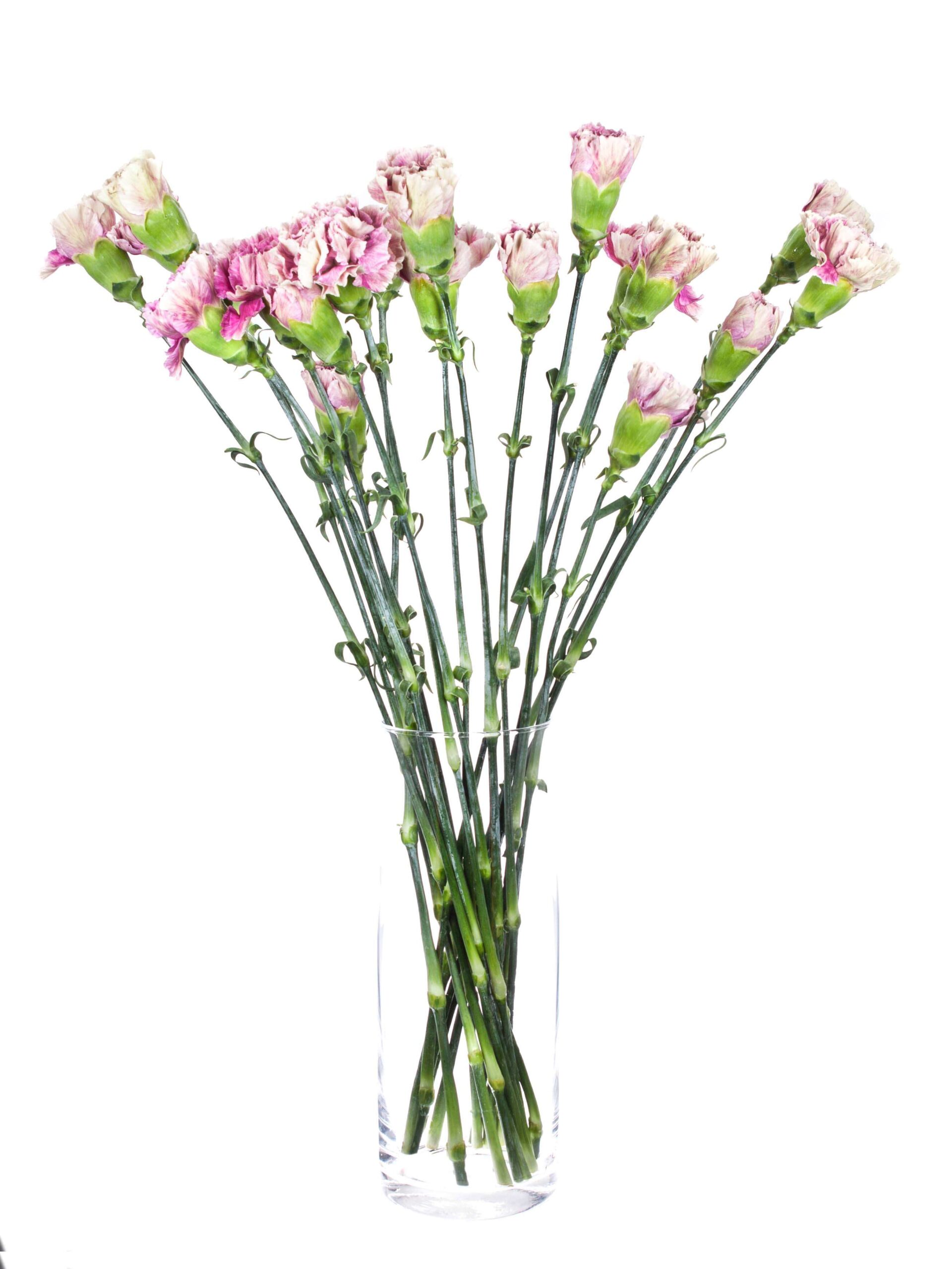 blumigo-nelken-antiqua-edelnelke-pink-creme image 3