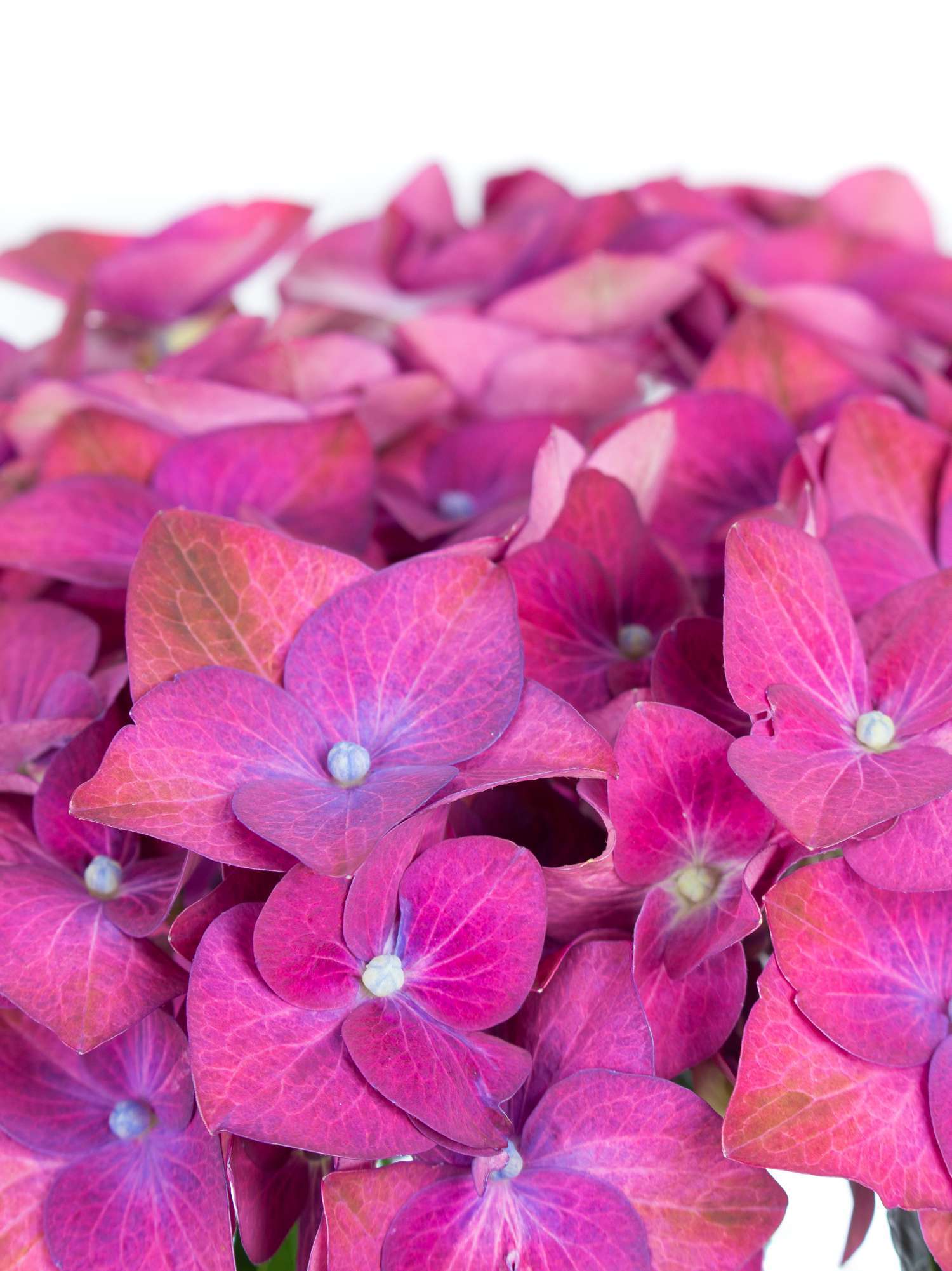 blumigo-hortensien-magical-green-shadow-violett-pink-stiel image 3