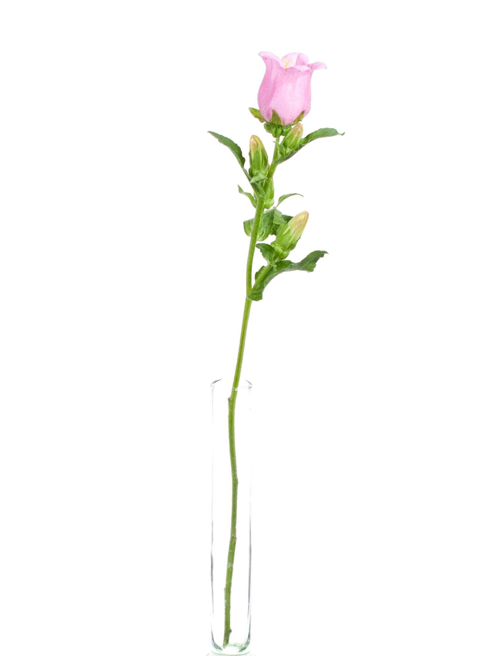 blumigo-campanula-champion-pink-glockenblume-rosa image 3