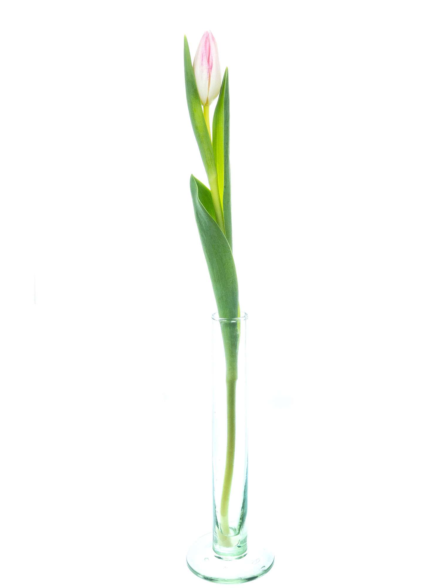 blumigo-first-class-tulpen-schnittblumen-rosa-frisch-knospig image 3