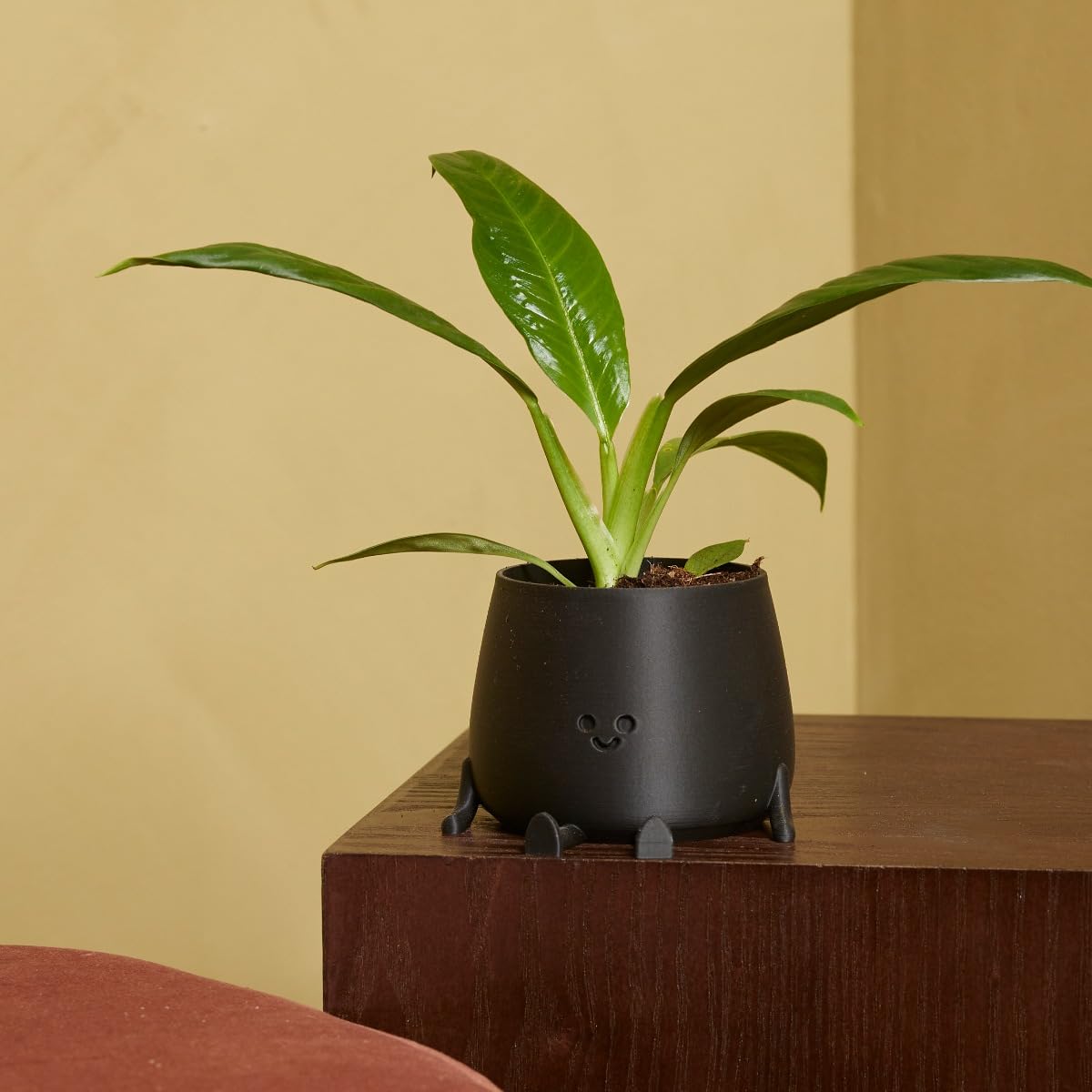 plnts-baby-philodendron-campii-zimmerpflanze-8-cm-pflegeleicht image 6
