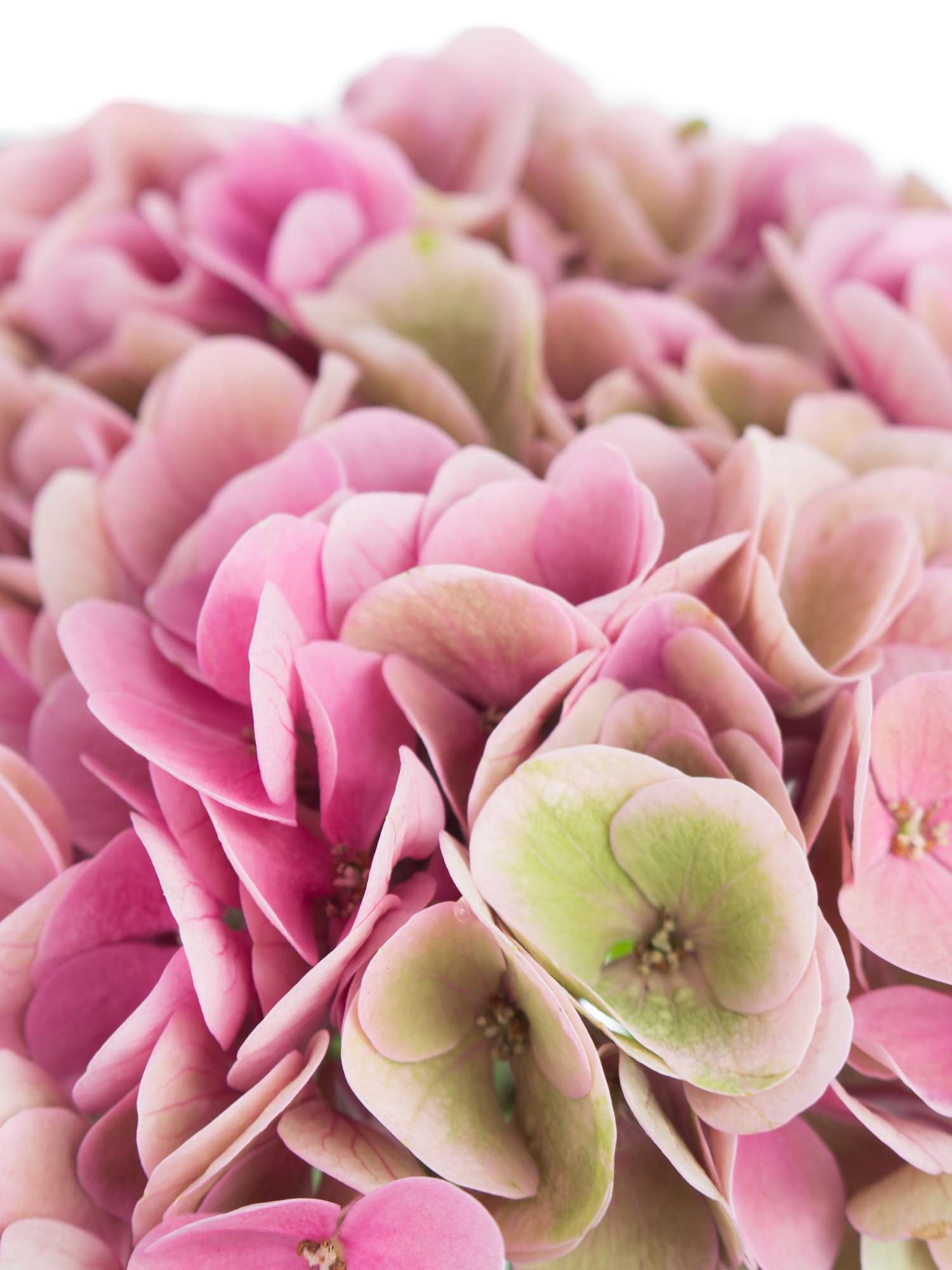 blumigo-hortensien-opal-classic-pink-gr-n-stiel image 3