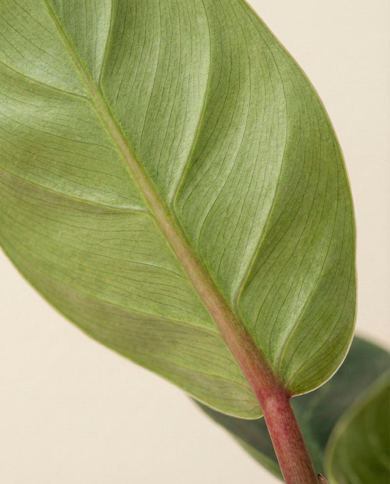 feey-variado-philodendron-birkin-zimmerpflanze-ohne-bertopf image 8