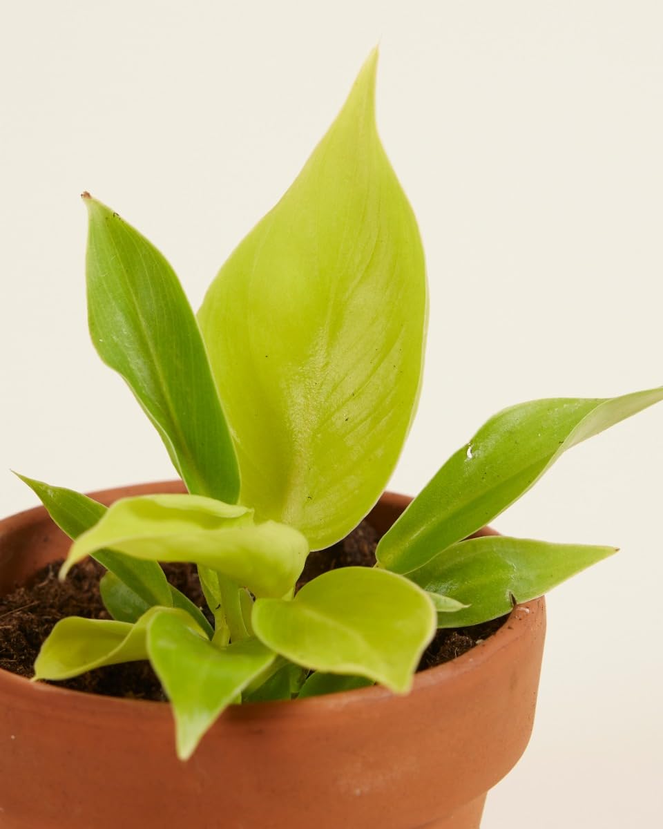 plnts-babyplnts-baby-philodendron-moonlight-zimmerpflanze-20cm image 3