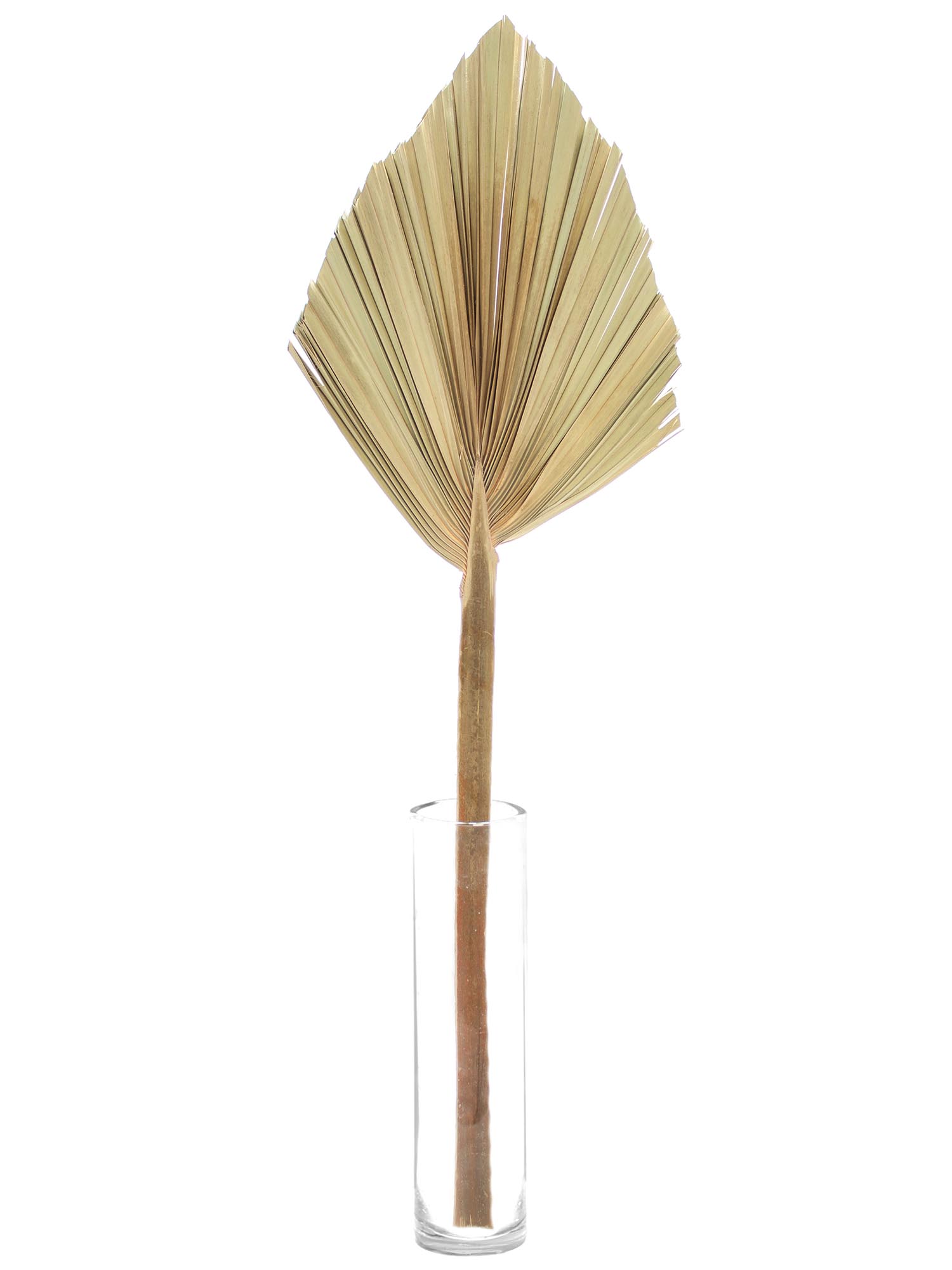 blumigo-xxl-palm-spear-getrocknet-natur-trockenblumen image 3