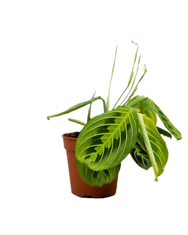 plnts-rareplnts-maranta-lemon-lime-gebetspflanze-12cm image 1