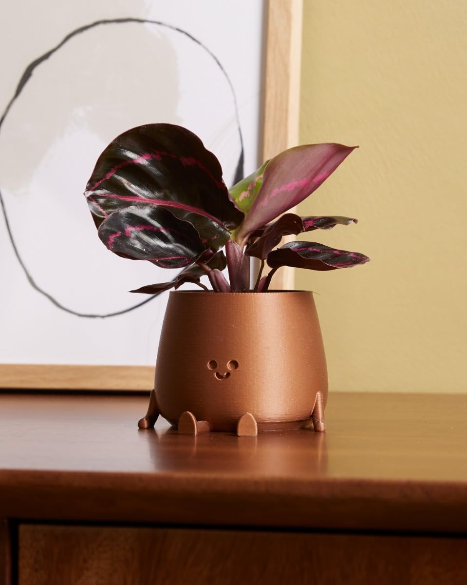 plnts-babyplnts-calathea-dottie-zimmerpflanze-15-cm-rosa image 5