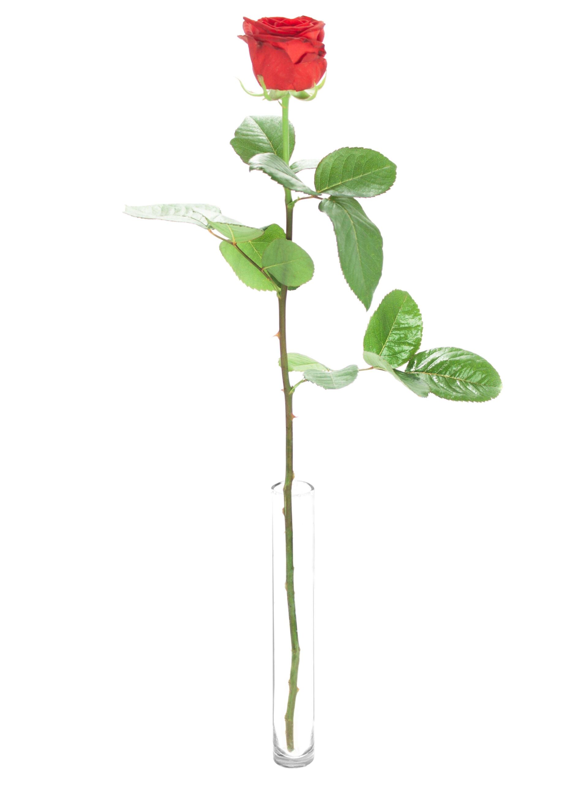 blumigo-rosen-100-rote-rosen-60-cm-lang image 3