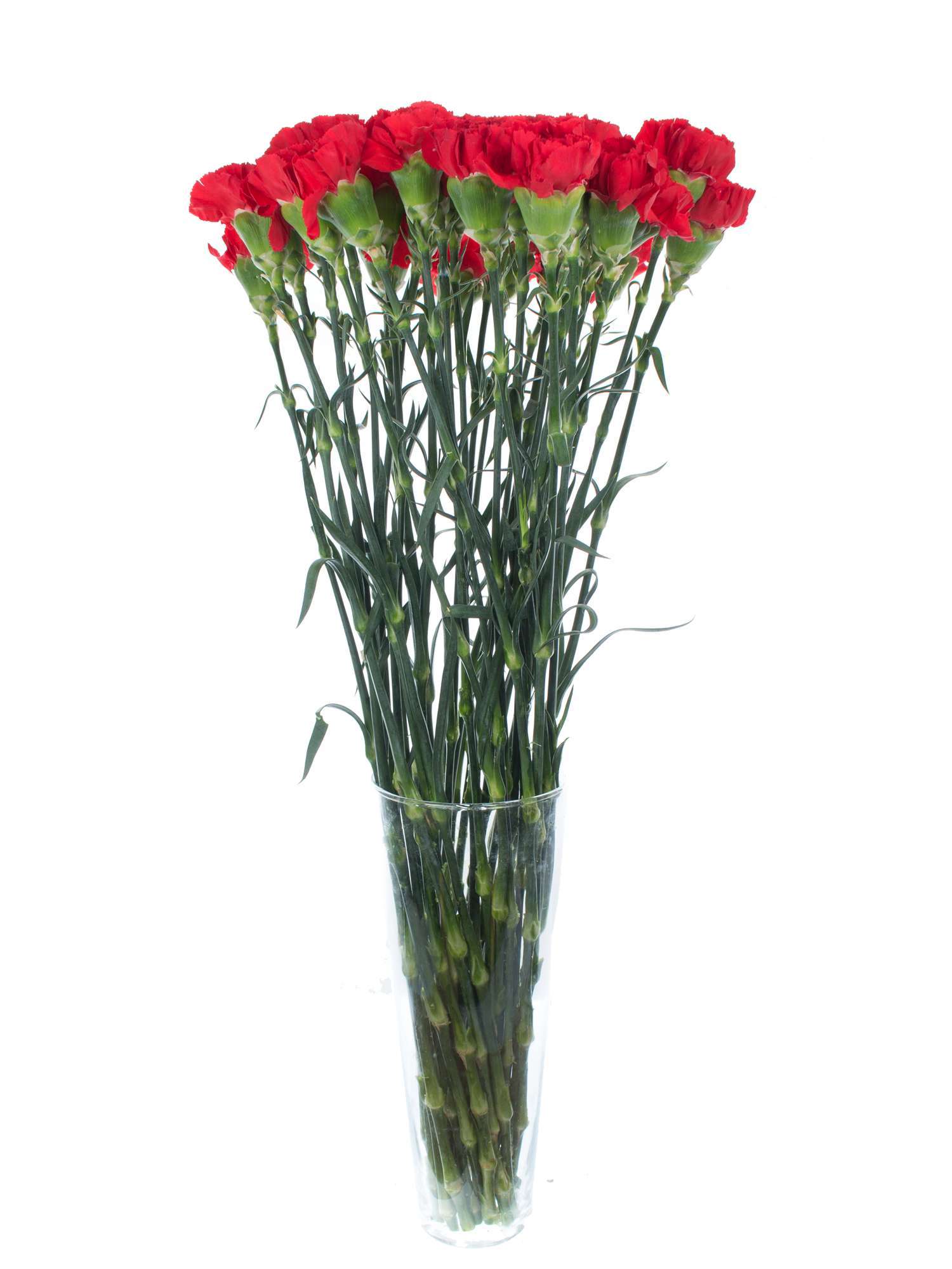 blumigo-edelnelken-tingua-schnittnelke-rot-einzelstiel image 3