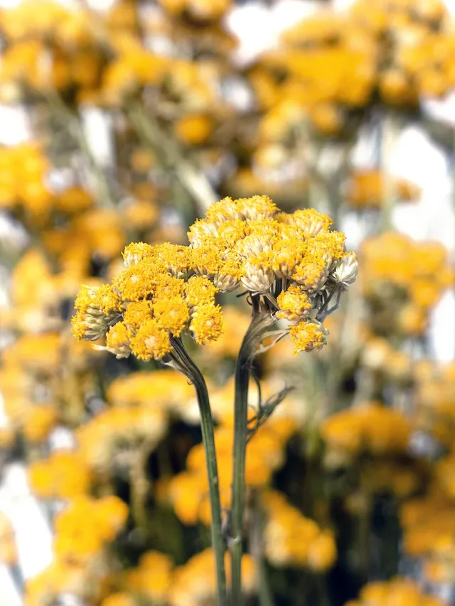 blumigo-trockenblumen-ageratum-lonas-gelb-getrocknet image 1