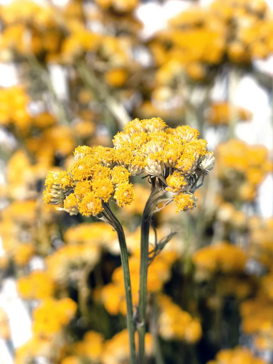 blumigo-trockenblumen-ageratum-lonas-gelb-getrocknet image 1