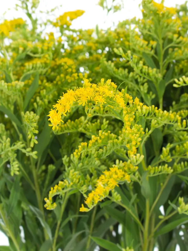 blumigo-blattwerk-solidago-goldrute-gelb-schnittblume-einzeln image 1