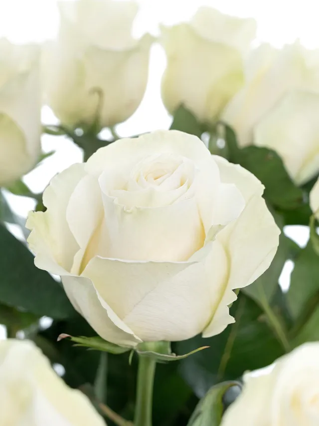 blumigo-rosen-mondial-wei-schnittrosen-frisch image 1