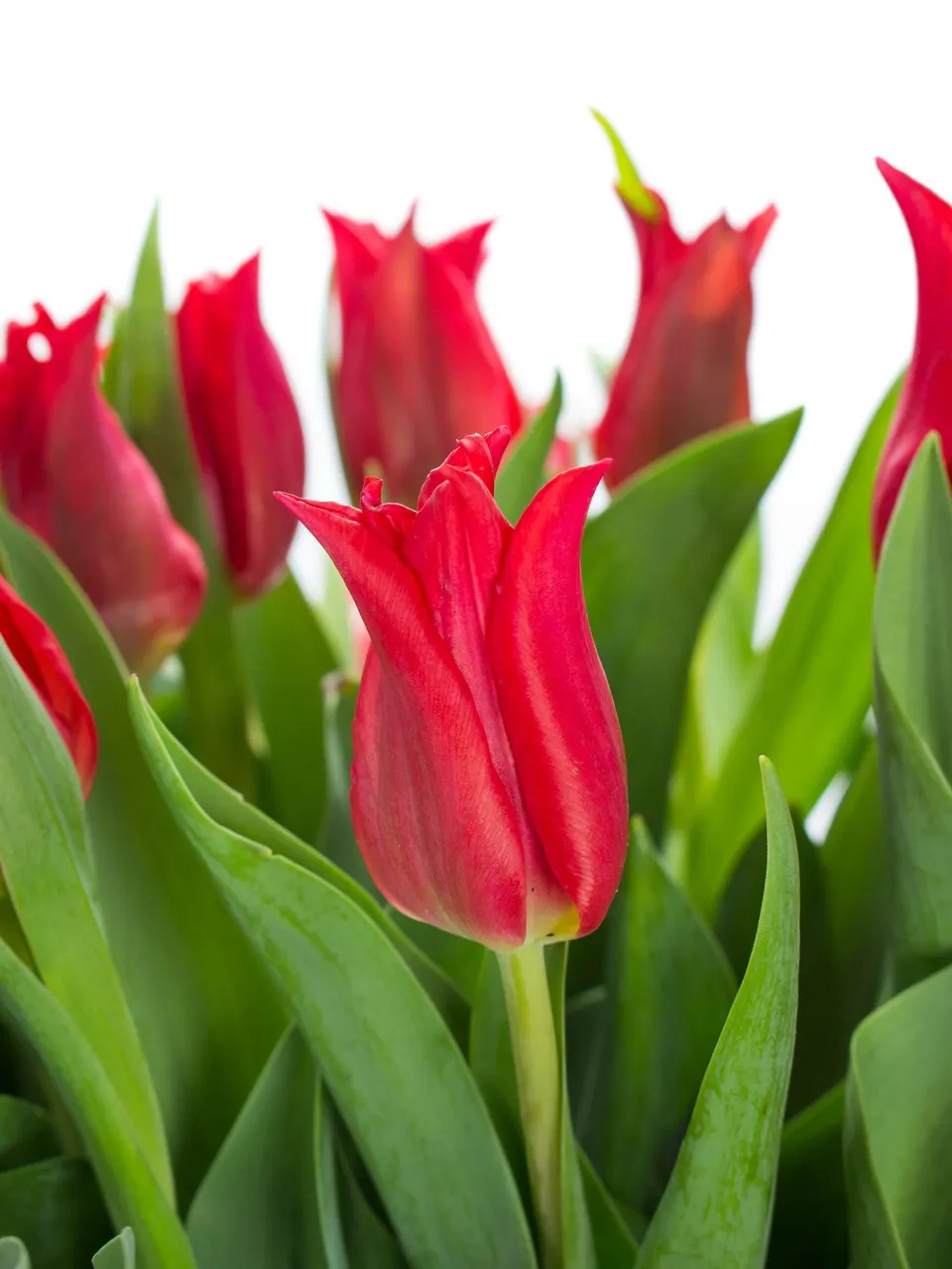 blumigo-tulpen-pretty-woman-rote-schnittblume image 1