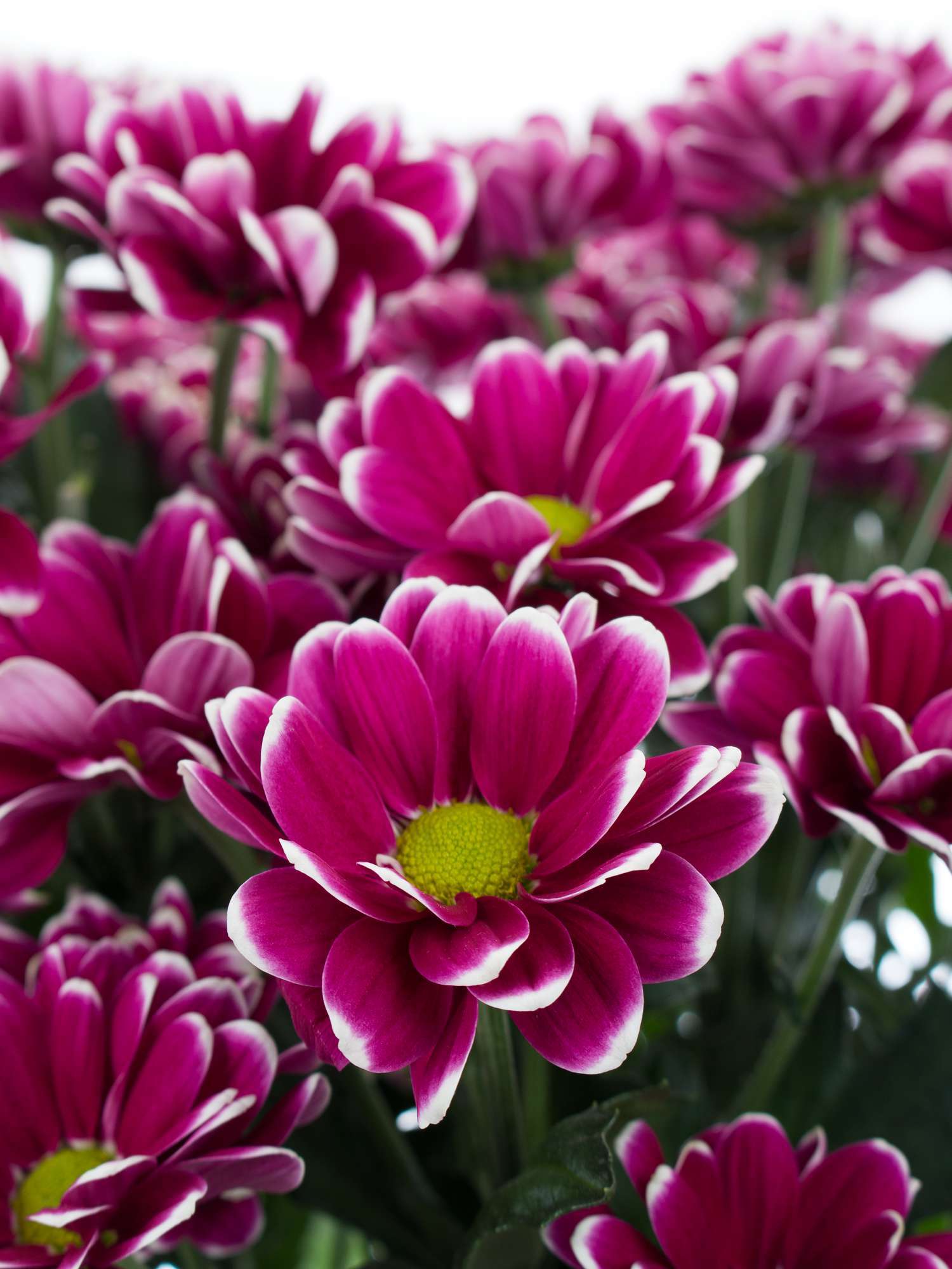 blumigo-chrysanthemen-alamos-schnittblume-pink-wei-verzweigt image 1