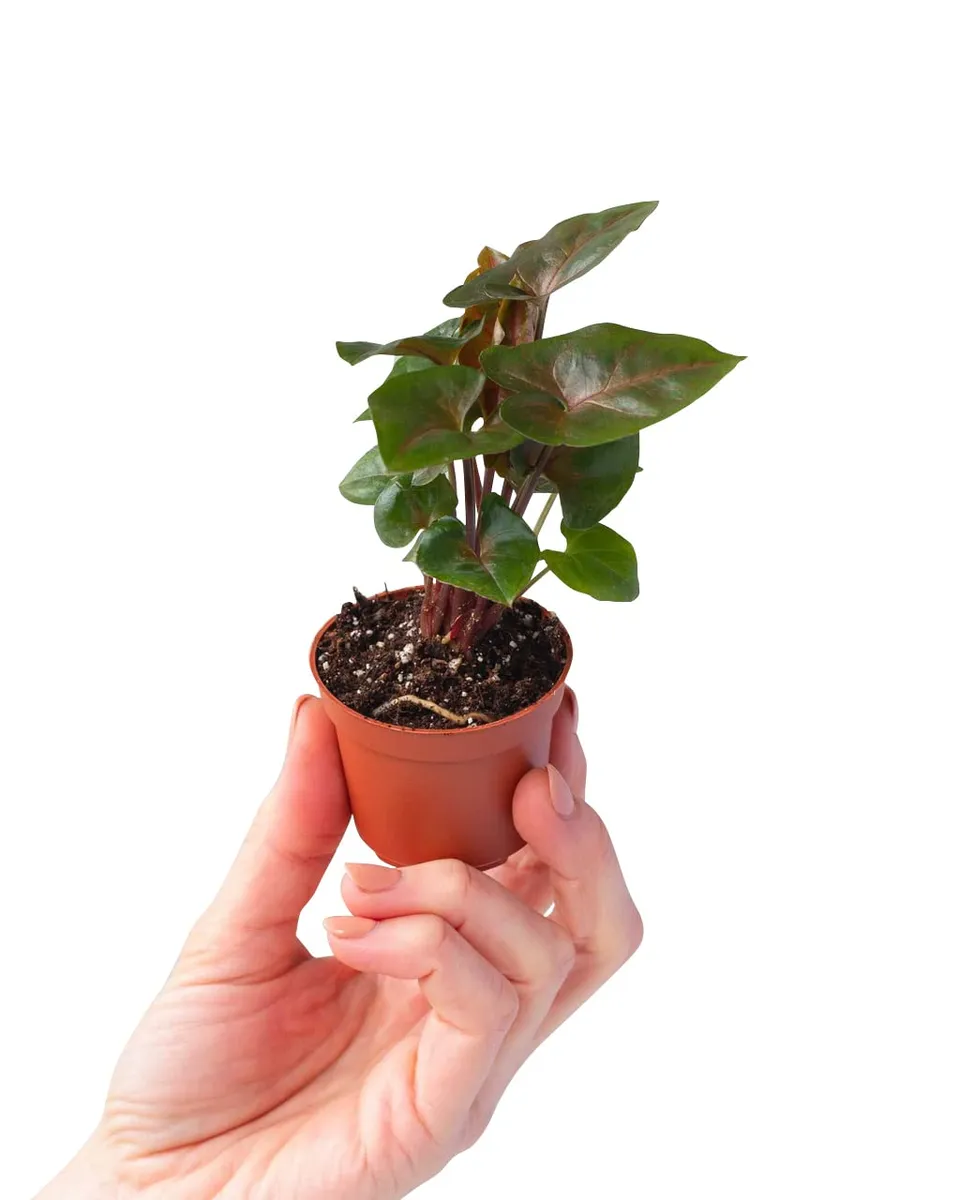 plnts-babyplnts-syngonium-maria-allusion-zimmerpflanze-10-cm-gr-n image 1