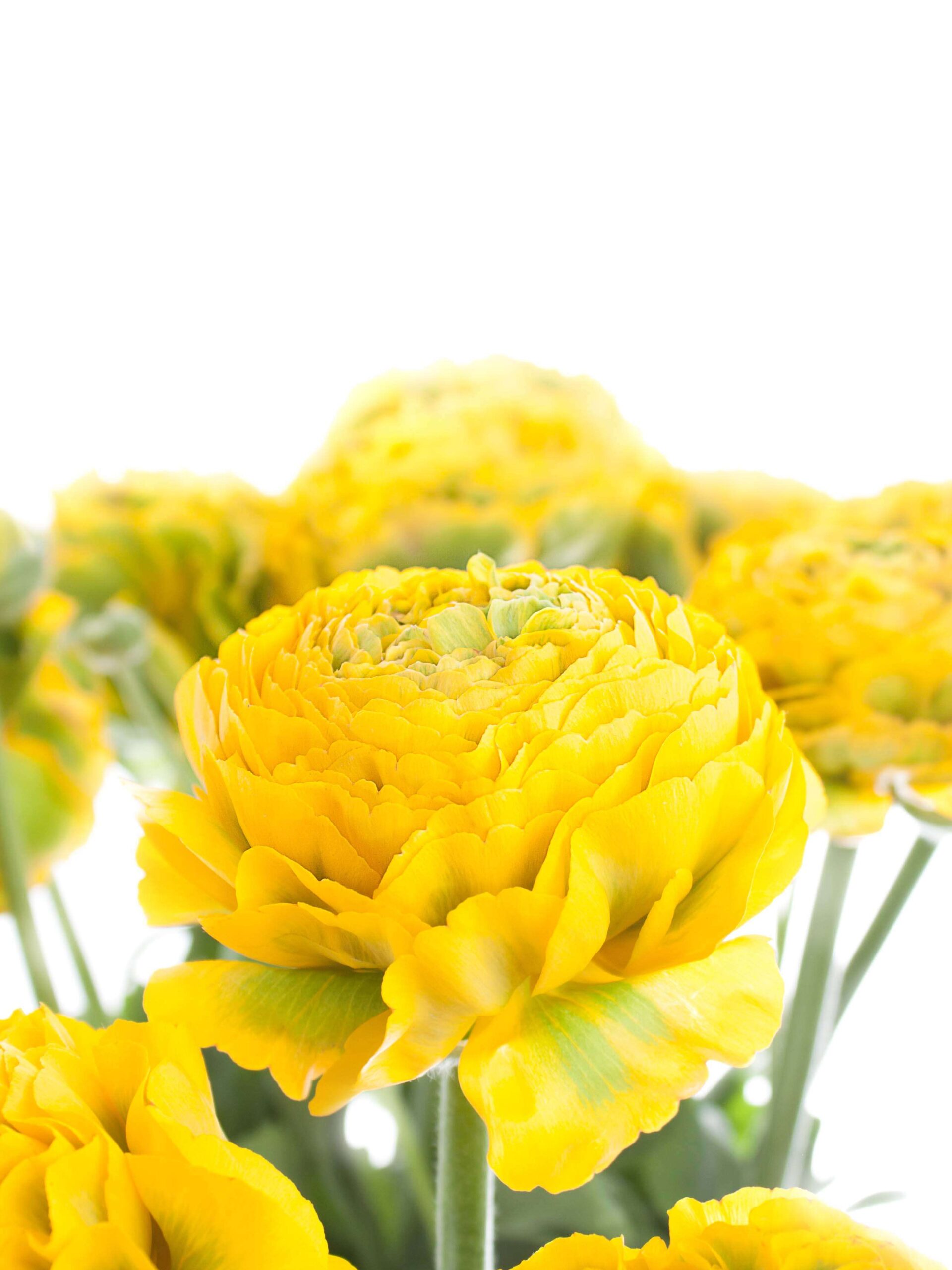 blumigo-ranunkeln-xl-ponpon-merlino-schnittblumen-gelb-gr-n image 1