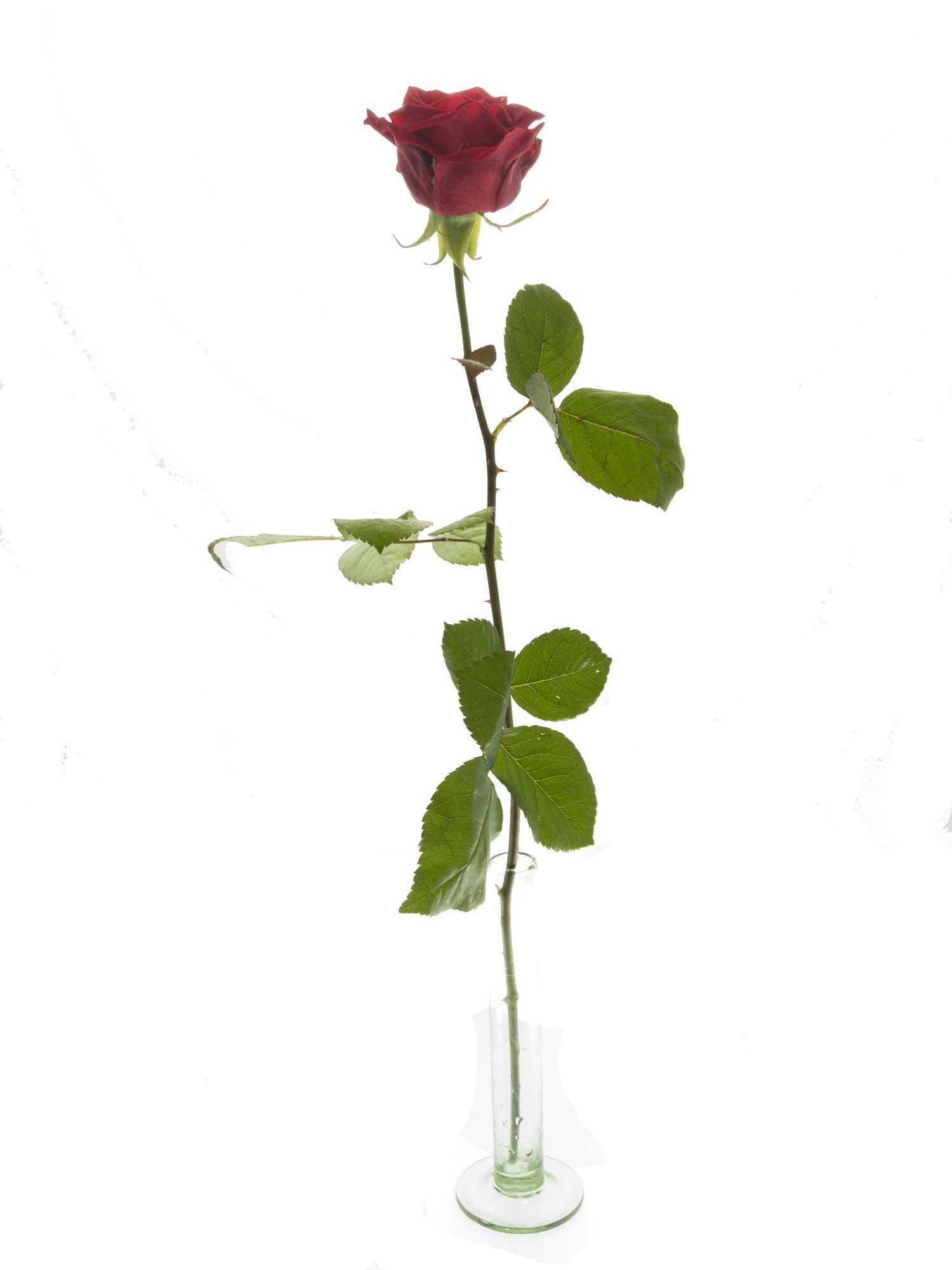blumigo-rosen-eleganz-schnittrosen-rot-f-r-strau image 3