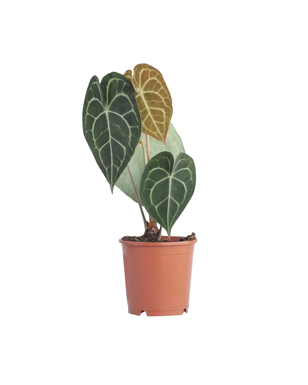 plnts-rareplnts-anthurium-clarinervium-herzblattblume-15-cm-topf image 1