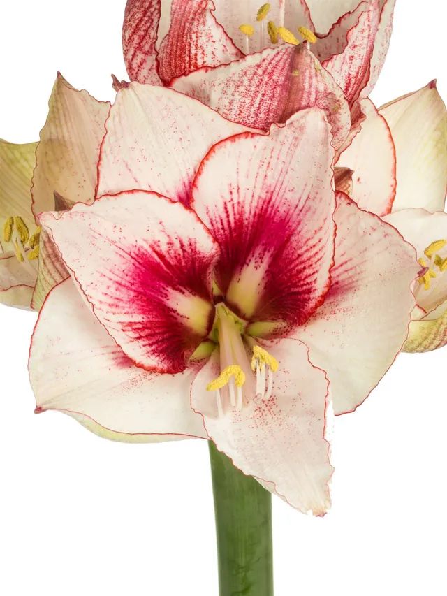 blumigo-amaryllis-showmaster-schnittblume-pink-wei-1-stiel image 1