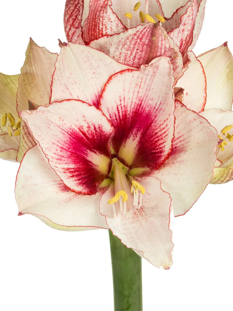 blumigo-amaryllis-showmaster-schnittblume-pink-wei-1-stiel image 1