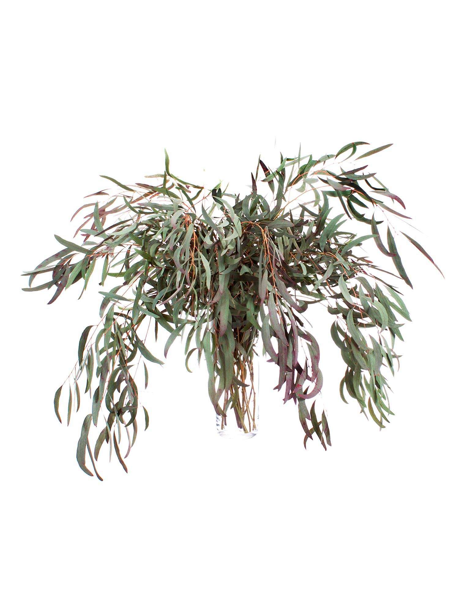 blumigo-eukalyptus-nicoli-rot-gef-rbt-bindegr-n image 2