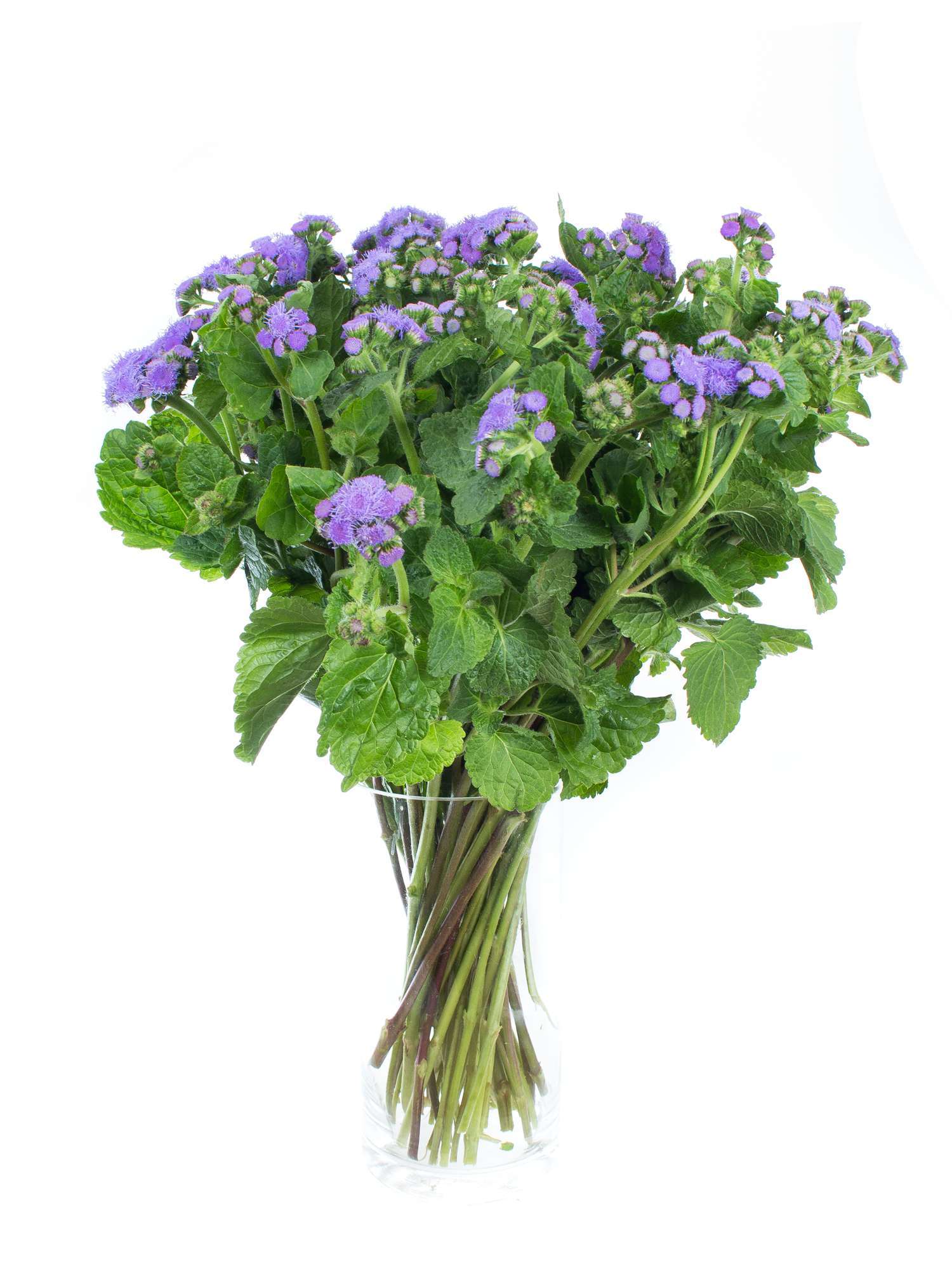 blumigo-ageratum-blue-horizon-blau-violett-schnittblume image 2