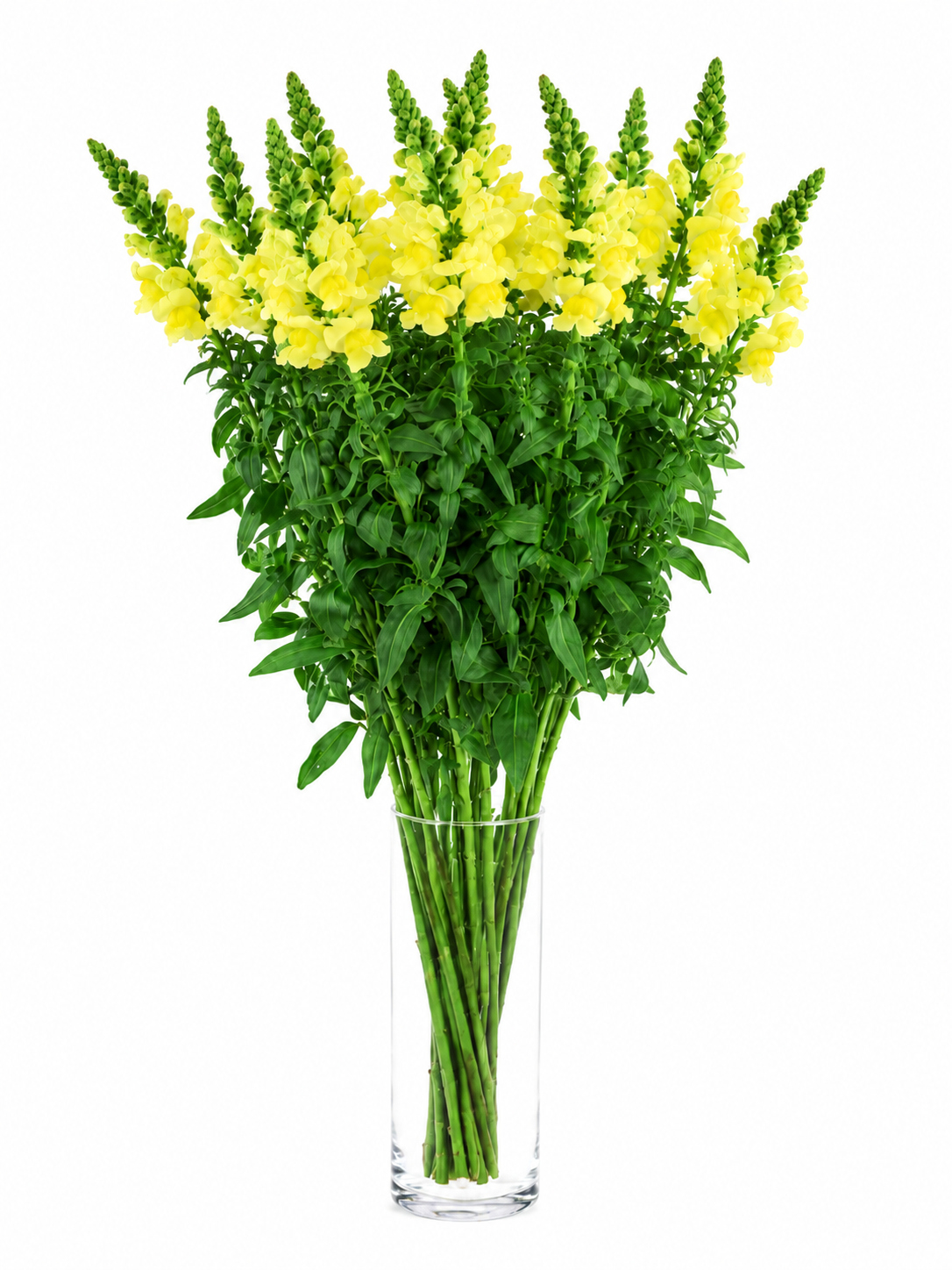 blumigo-l-wenm-ulchen-potomac-yellow-schnittblume-gelb image 2