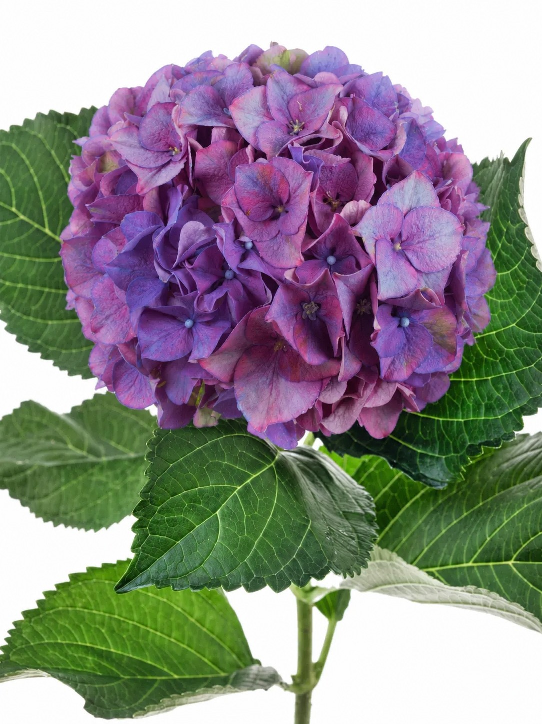 blumigo-hortensie-rodeo-schnittblumen-lila image 1