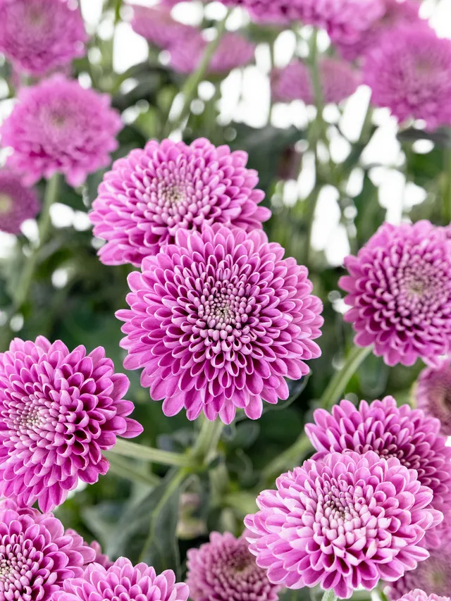 blumigo-chrysanthemen-santinis-ellison-pink-rosa image 1