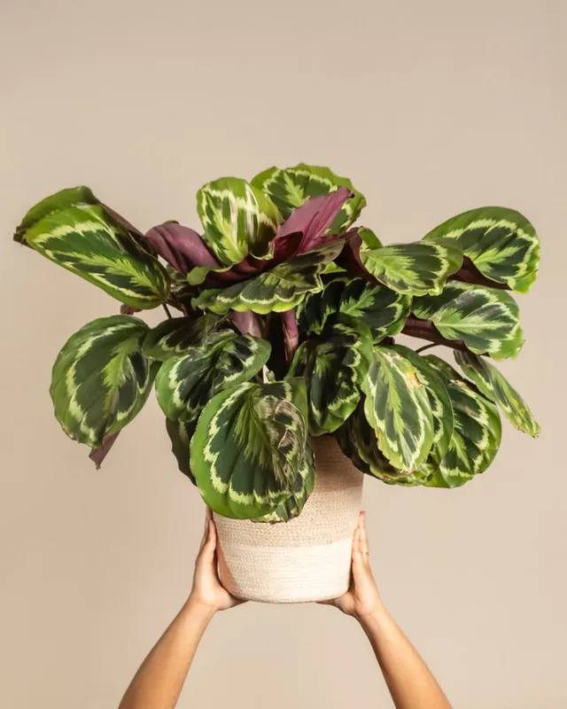 feey-calathea-roseopicta-gro-zimmerpflanze-bunte-bl-tter image 1