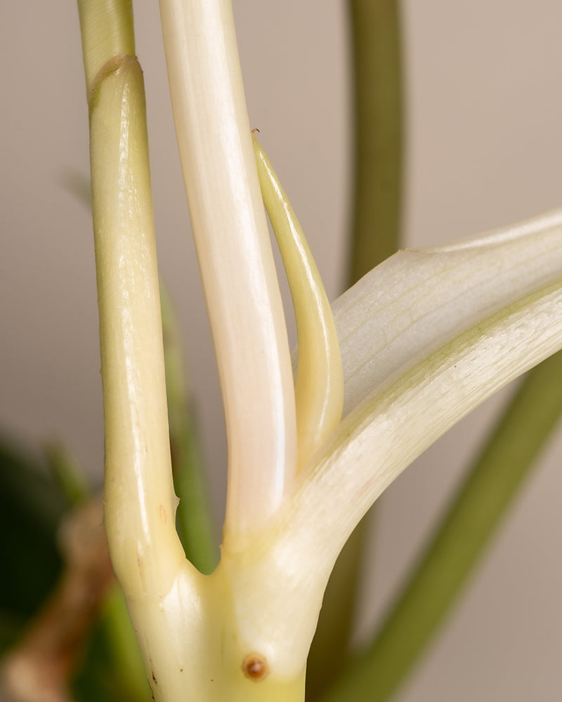 feey-philodendron-burle-marx-variegata-ohne-bertopf image 8