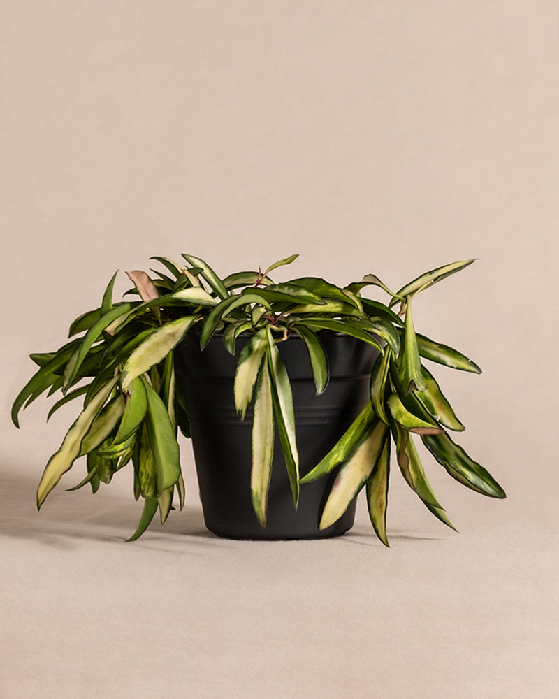 feey-variado-hoya-wayetii-tricolor-porzellanblume-o-topf image 3