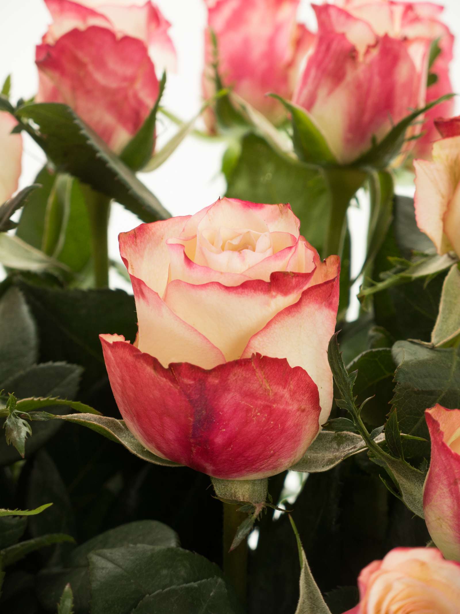 blumigo-rosen-advanced-sweetness-rose-pink-creme image 1