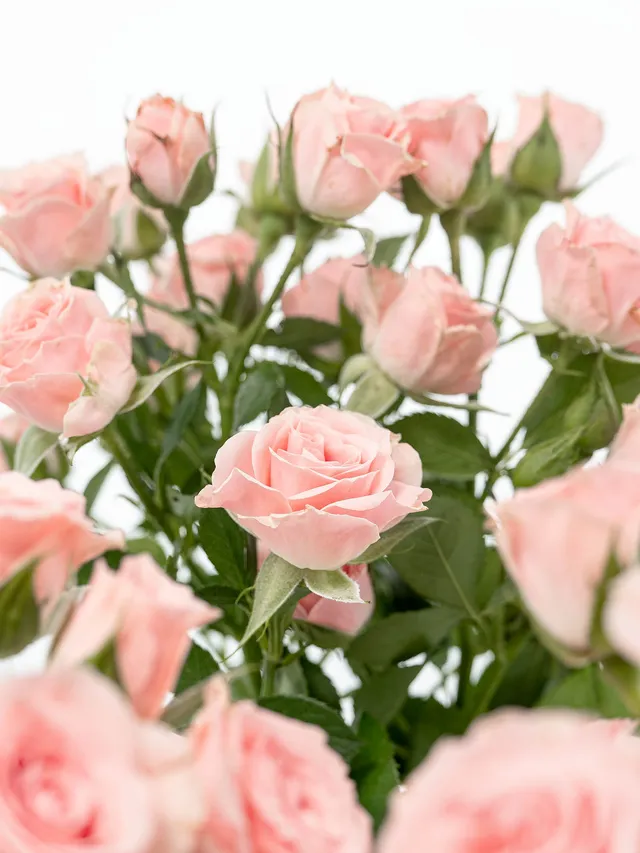 blumigo-rosen-lydia-verzweigt-rosa-bund image 1