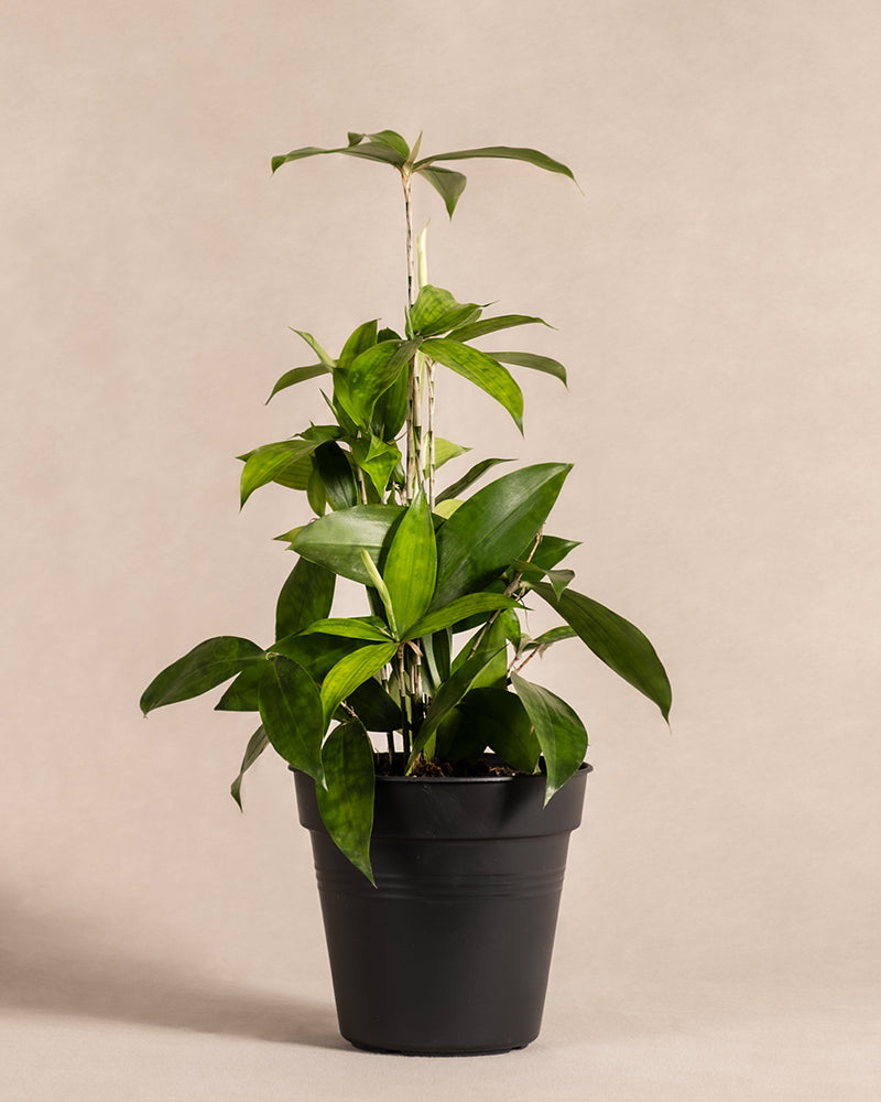 feey-dracaena-surculosa-drachenbaum-klein-ohne-bertopf image 3