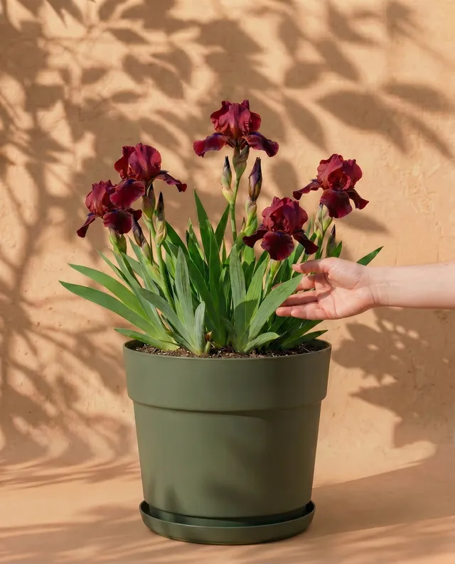 feey-amsterdam-iris-rot-blumenzwiebeln-4er-winterhart image 1