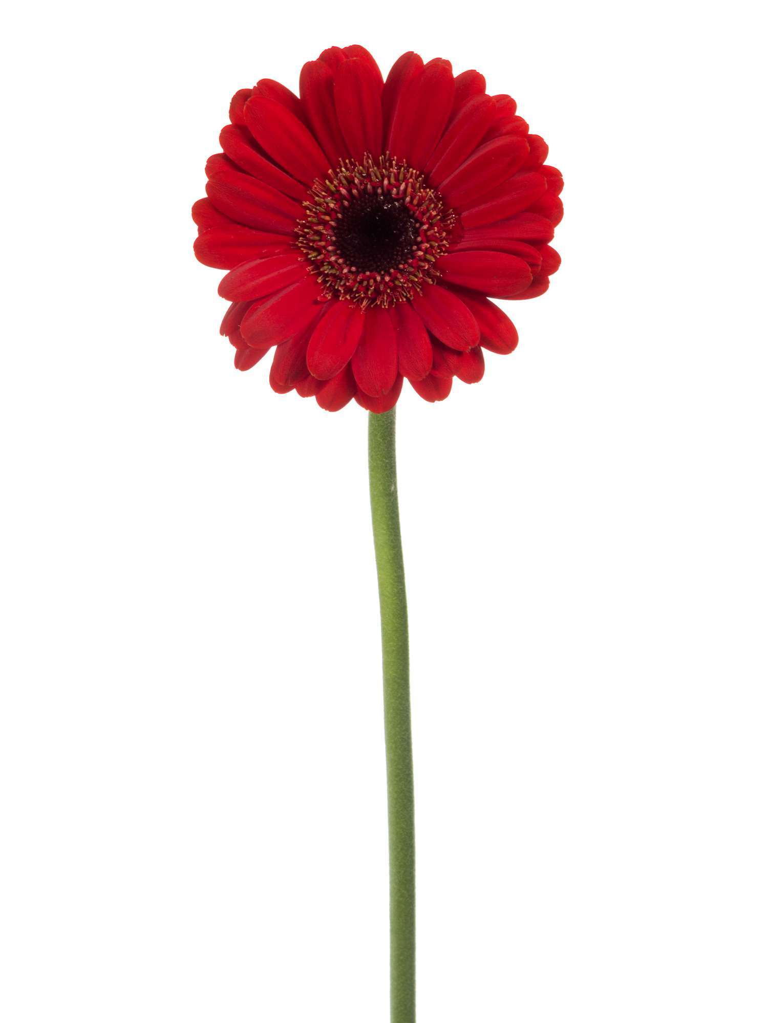blumigo-gerbera-mini-suri-schnittblume-rot image 3