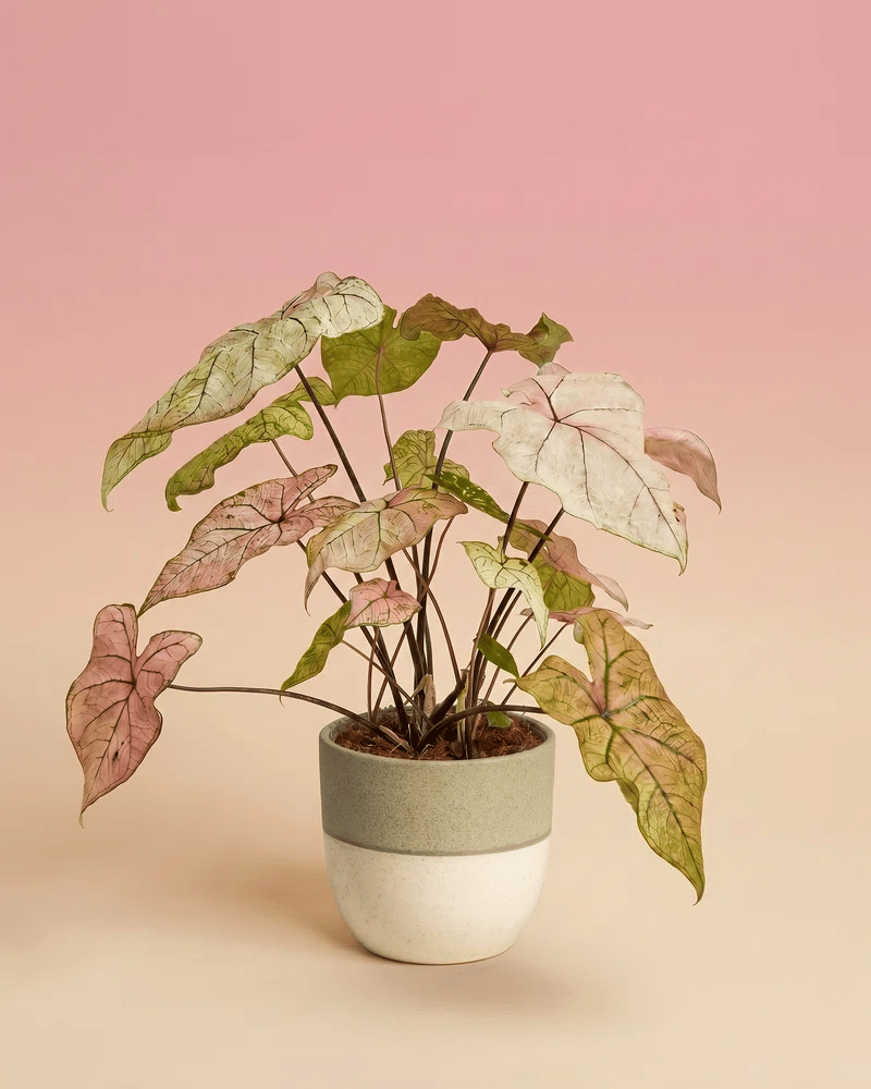 feey-variado-spring-fling-kaladie-zimmerpflanze-rosa-ohne-bertopf image 5