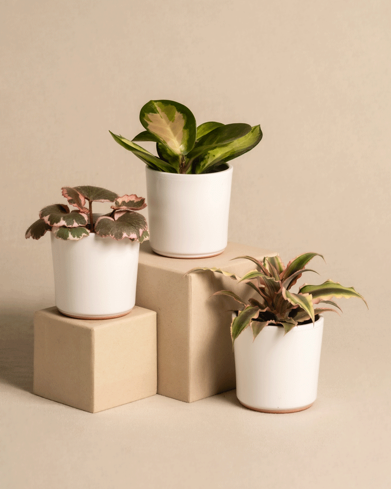 feey-variado-rosa-babypflanzen-zimmerpflanzen-3er-set image 6