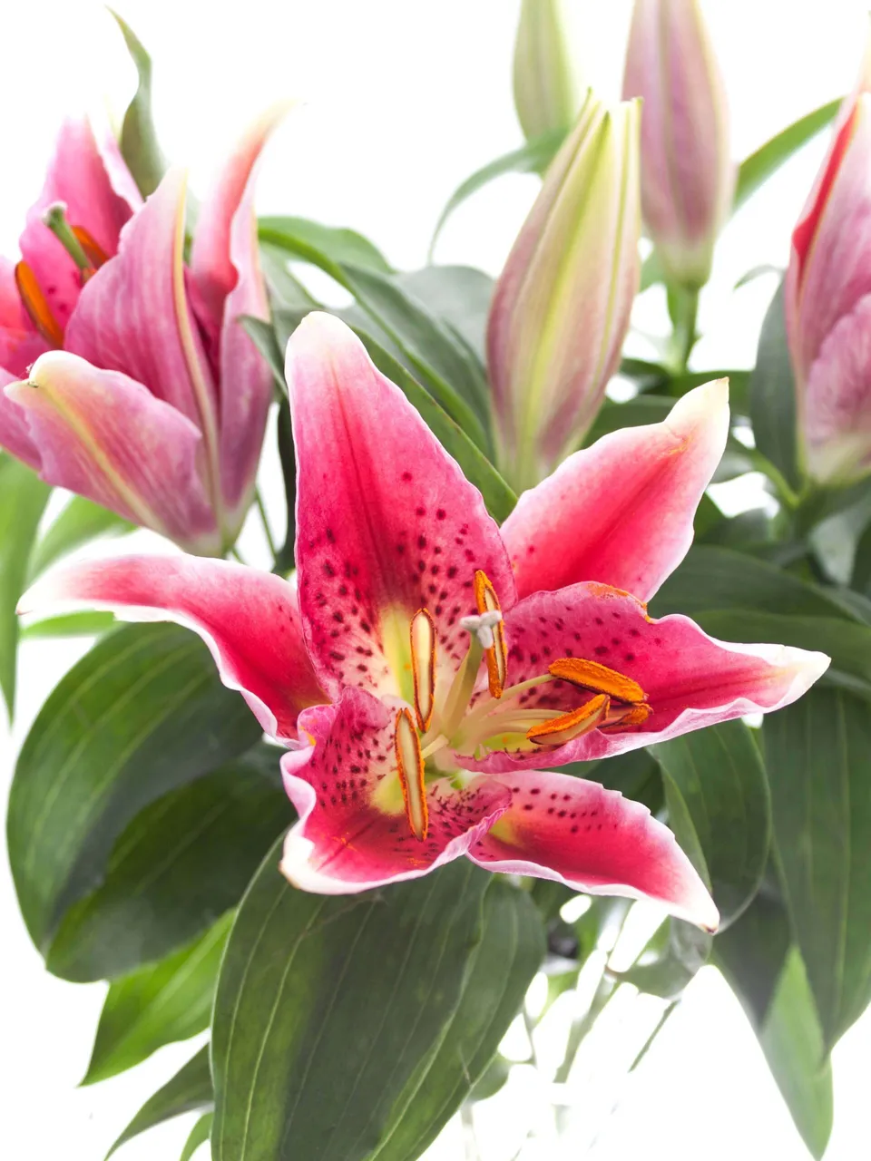 blumigo-blattwerk-lilie-canberra-pink-wei-schnittblume image 1