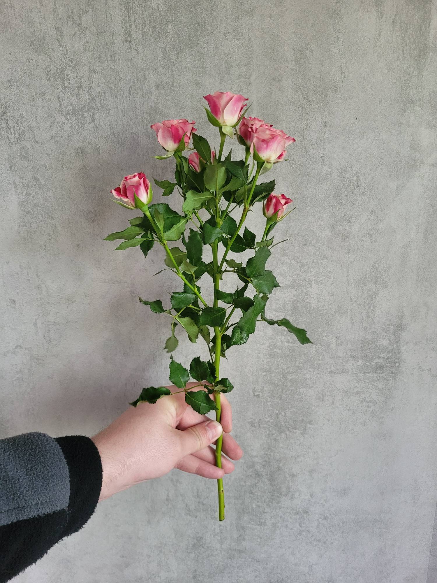 blumigo-flinders-lane-rose-verzweigt-pink-wei image 3