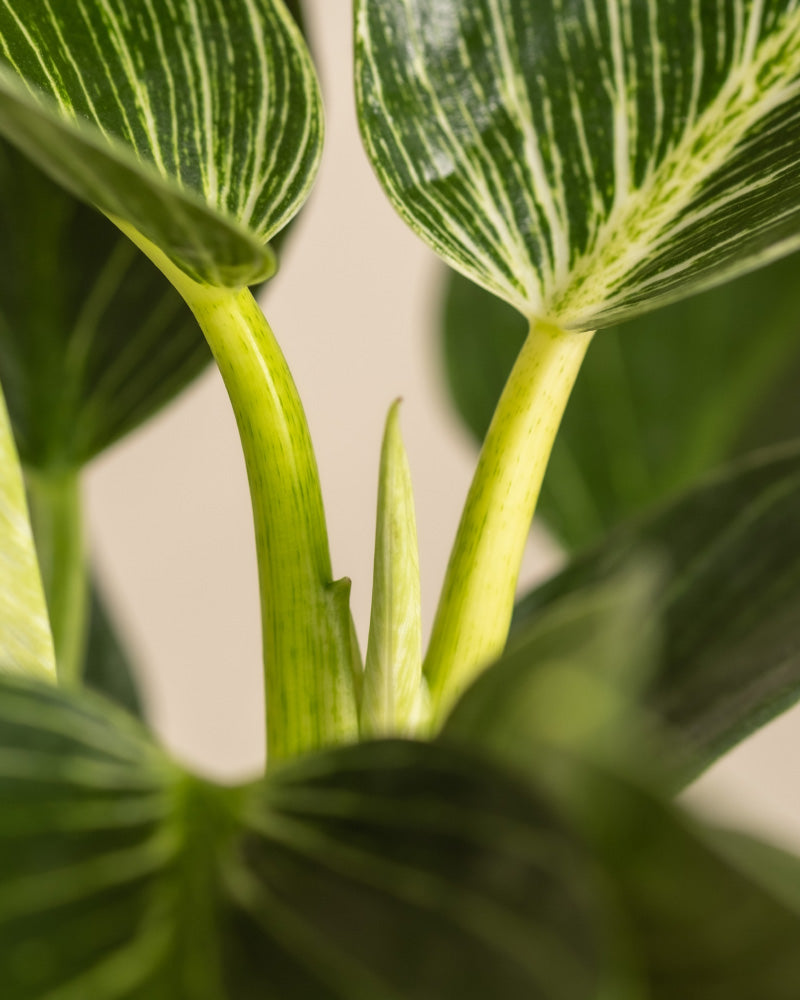 feey-variado-philodendron-birkin-white-measure-mittel image 8