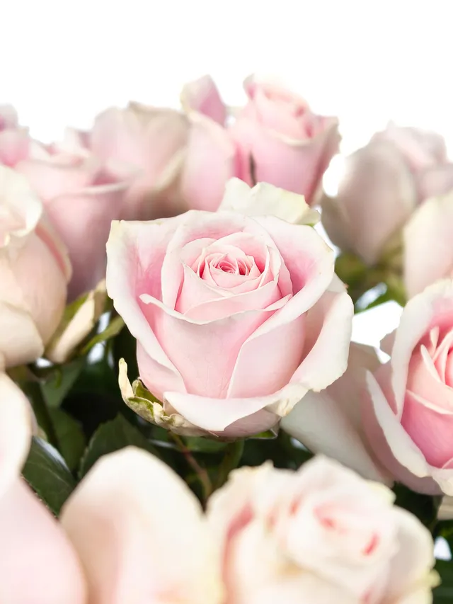 blumigo-rosen-rosita-vendela-schnittrose-rosa image 1
